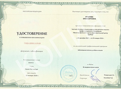2026 г. Удостоверение о повышении квалификации по дополнительной профессиональной программе «Заболевания лёгких у собак и кошек», ЧОУ ДПО «ДуоКор»