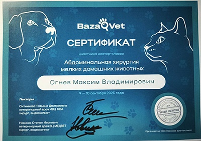 2025 г. Сертификат участника мастер-класса «Абдоминальная хирургия мелких домашних животных», BazaVet